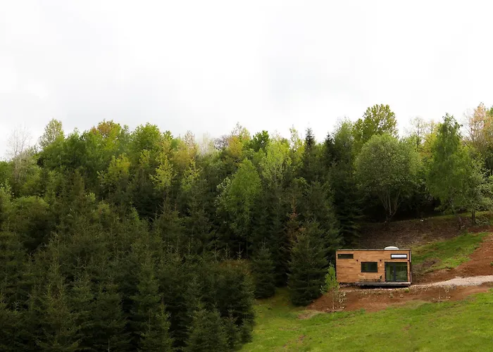 Coniferis