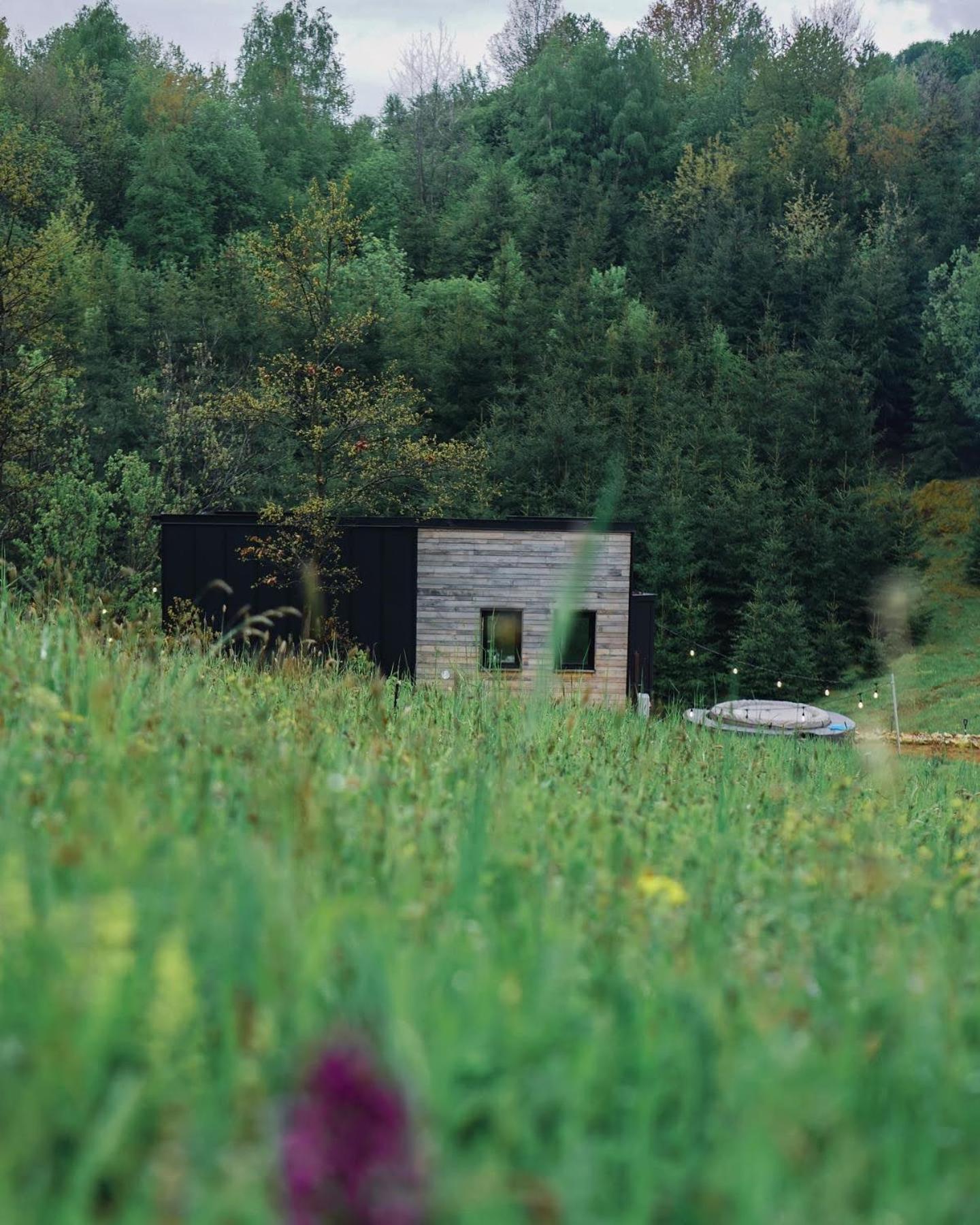 Coniferis * Tomnatic (Bihor)
